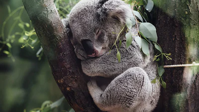Drone spot koala's beter dan mensen