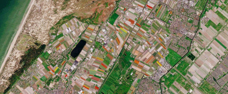 Tulpenvelden in bloei op satellietbeelden ESA