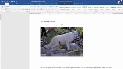 Word: tekst op afbeelding