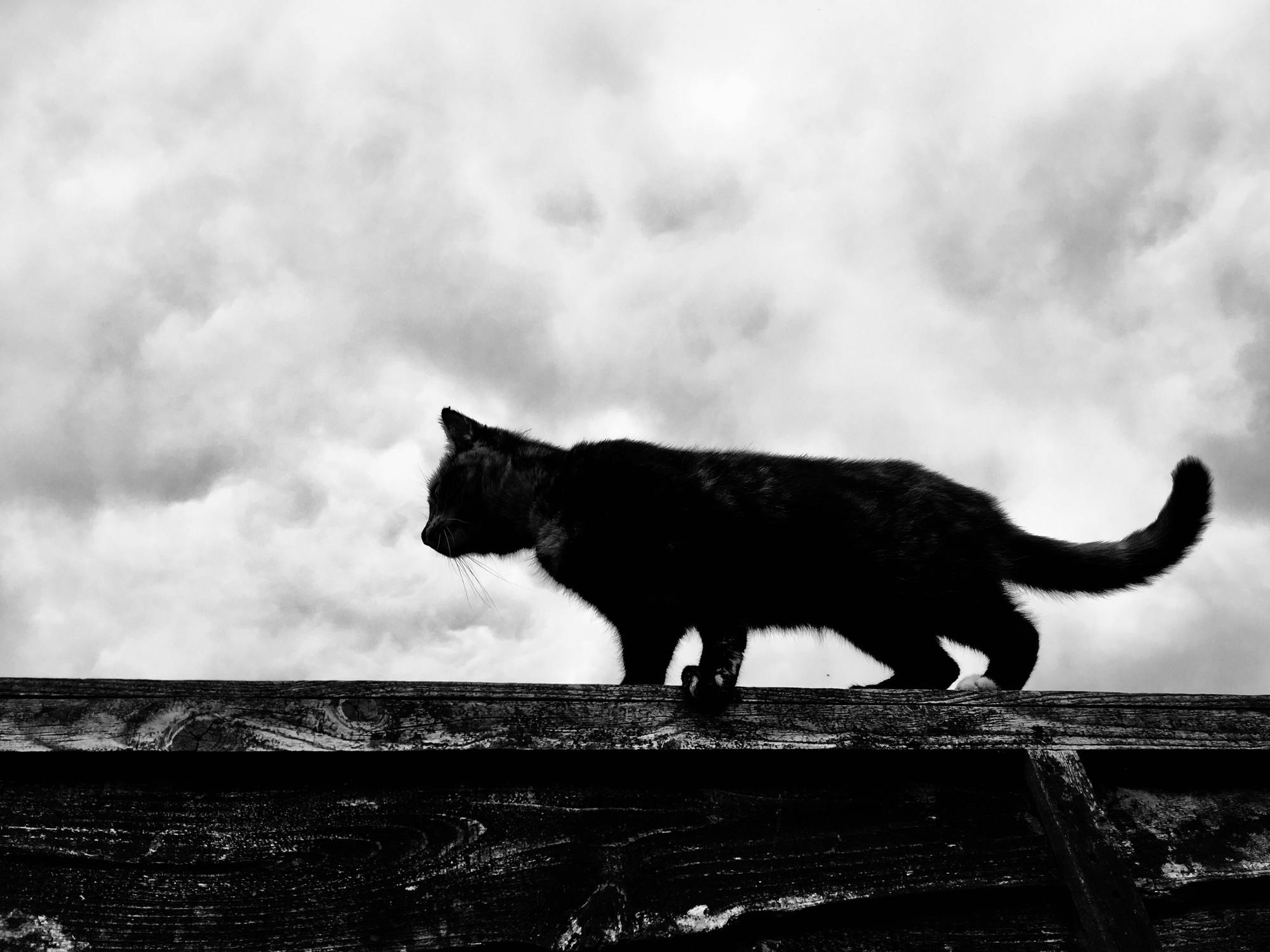 Huisdiervriendelijke bewakingscamera’s van Foscam