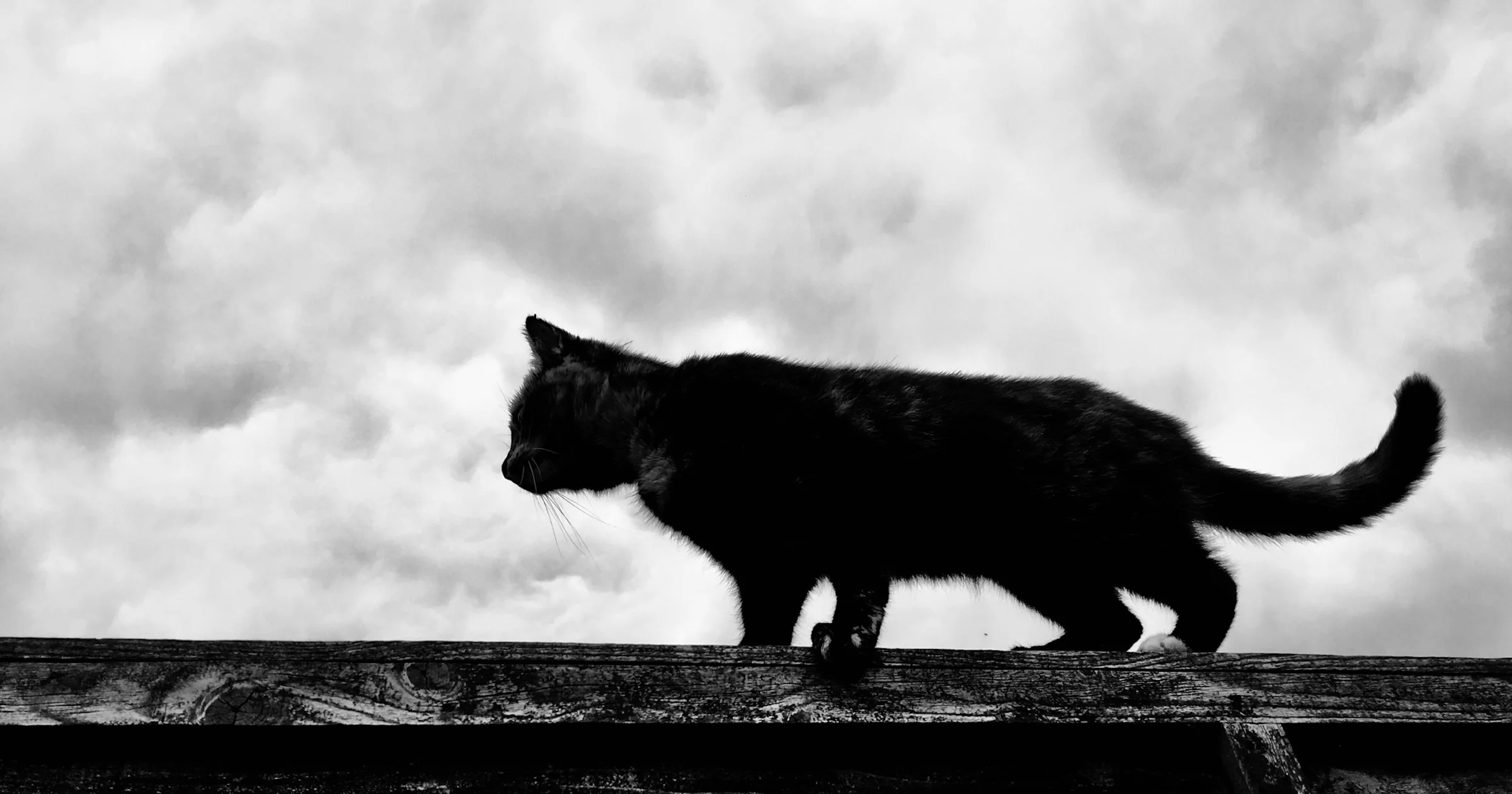 Huisdiervriendelijke bewakingscamera’s van Foscam