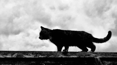 Huisdiervriendelijke bewakingscamera’s van Foscam