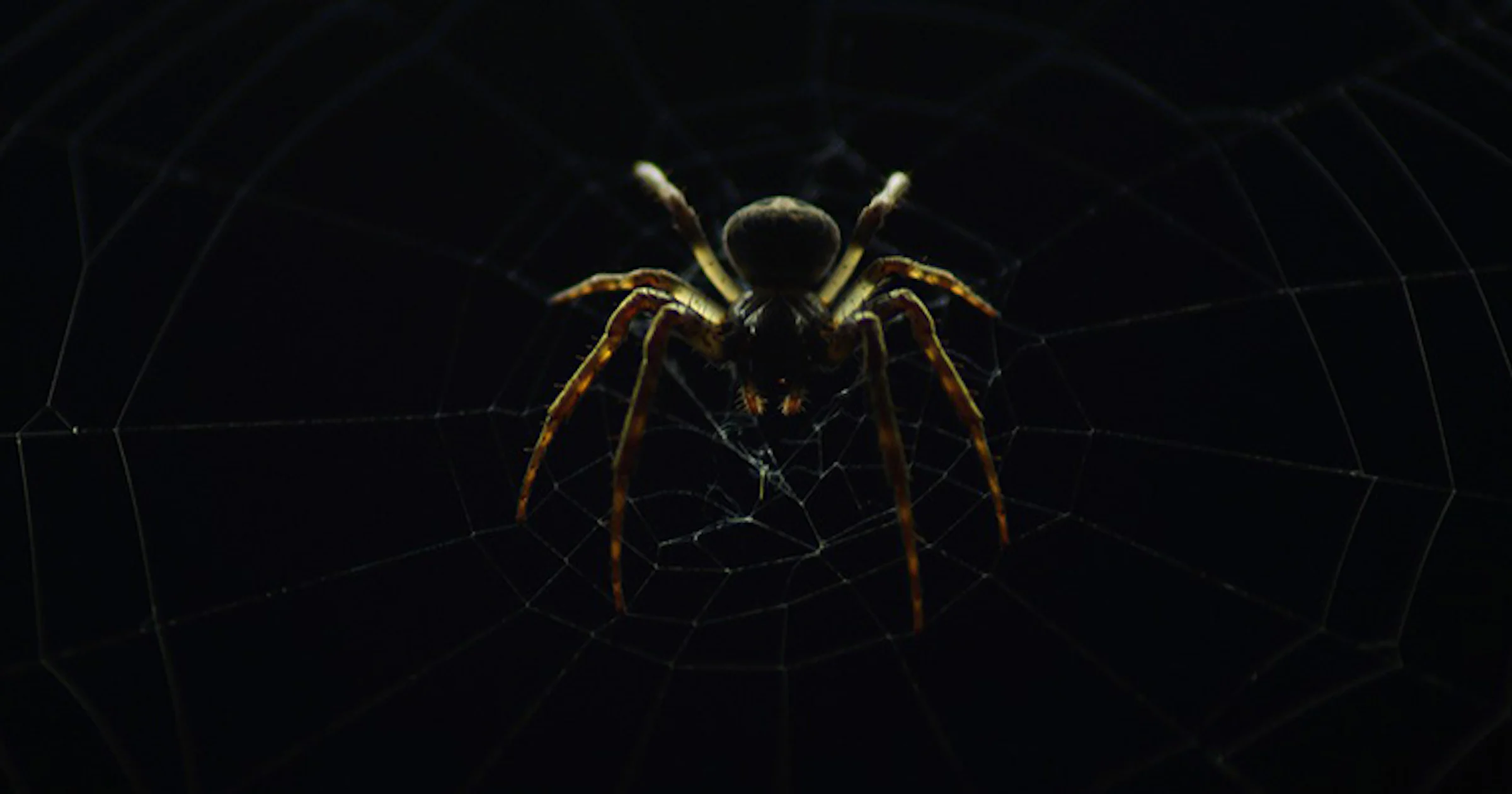 Extra ogen op het dark web door cybervrijwilligers