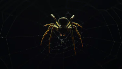 Extra ogen op het dark web door cybervrijwilligers