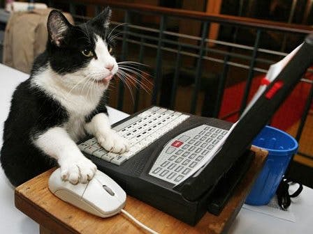 Finnen dol op dieren als wachtwoord
