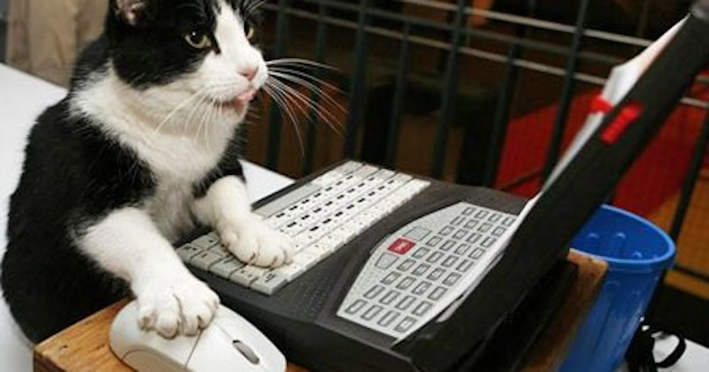 Finnen dol op dieren als wachtwoord