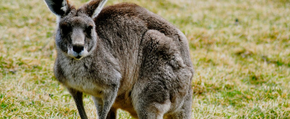 Auto's van Volvo krijgen detectiesysteem voor kangoeroes