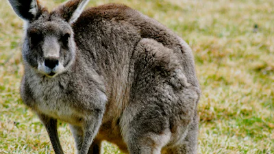 Auto's van Volvo krijgen detectiesysteem voor kangoeroes