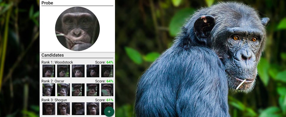 Gezichtsherkenning redt bedreigde apensoorten