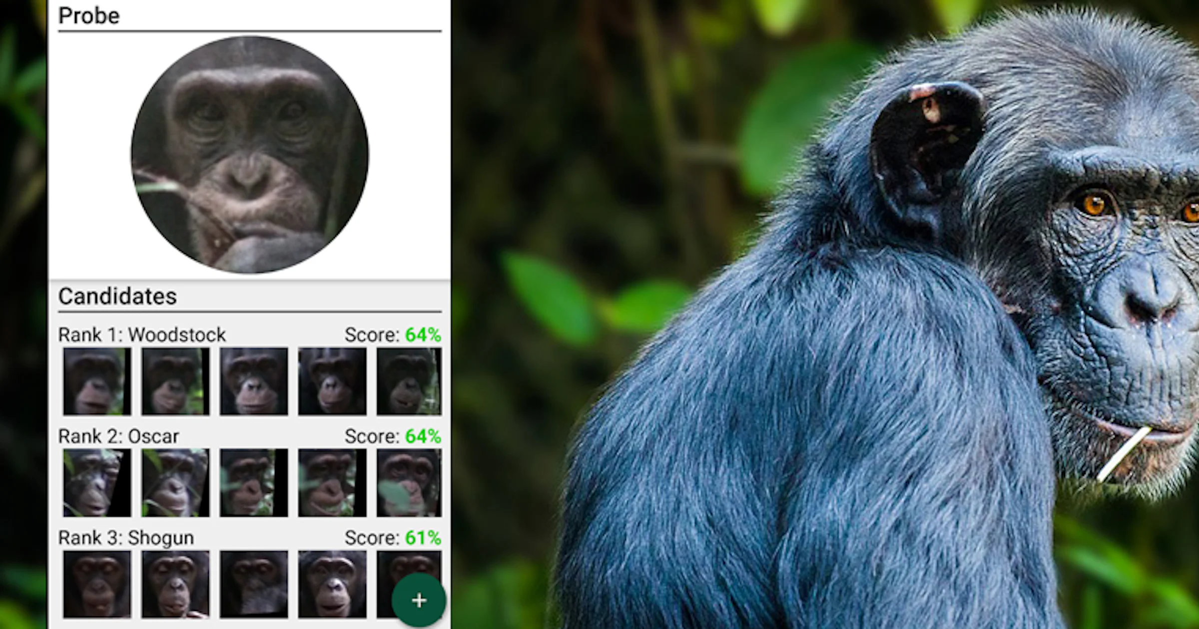 Gezichtsherkenning redt bedreigde apensoorten