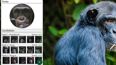 Gezichtsherkenning redt bedreigde apensoorten