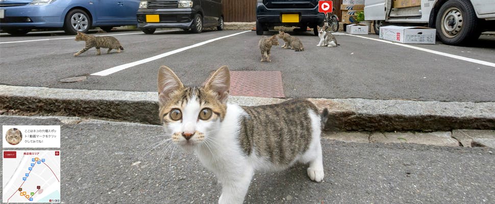 Bekijk Japan door de ogen van een kat met Cat Street View