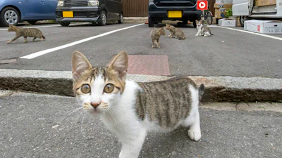Bekijk Japan door de ogen van een kat met Cat Street View