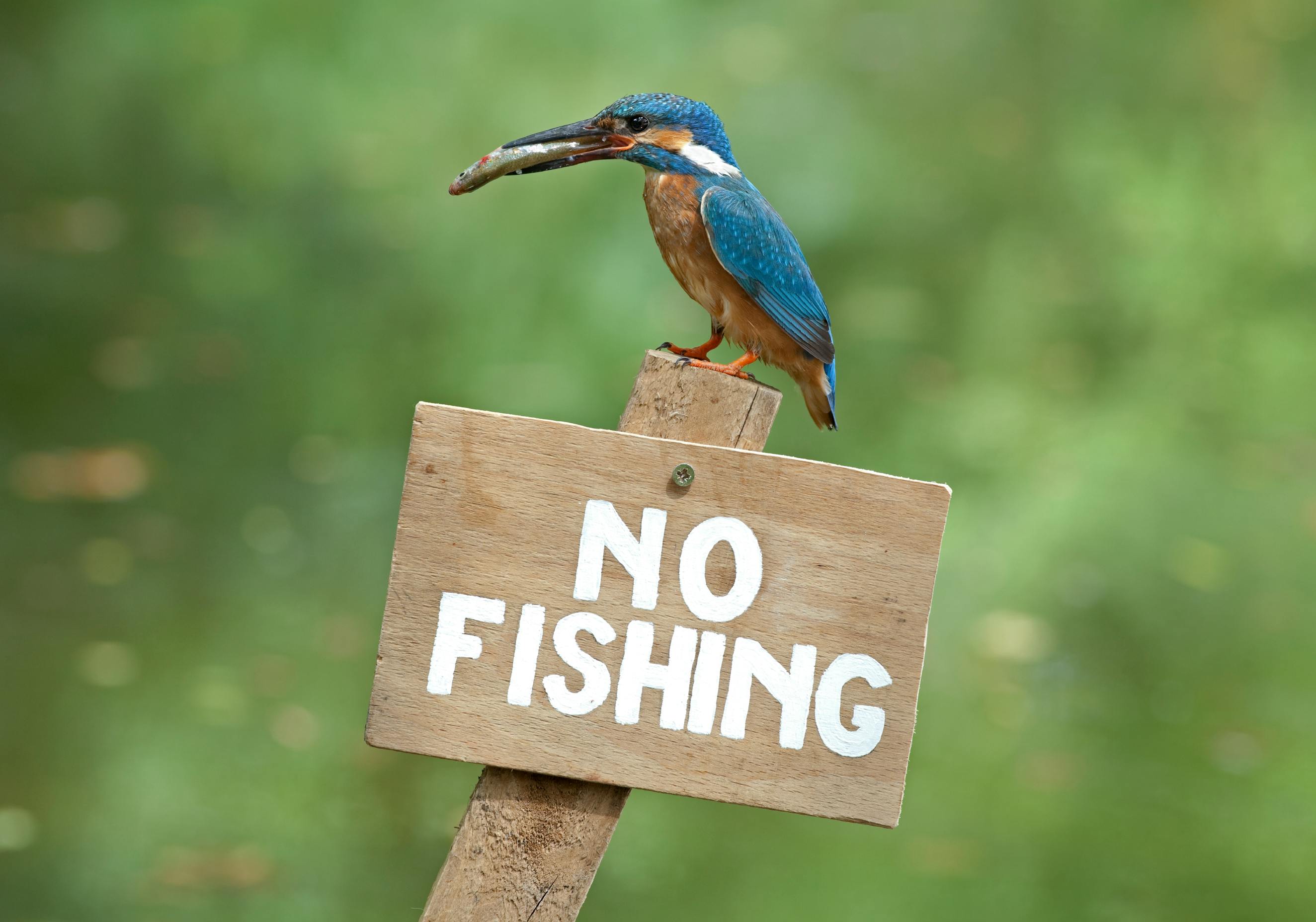 Incassobureaus niet meer geloofwaardig door spammails