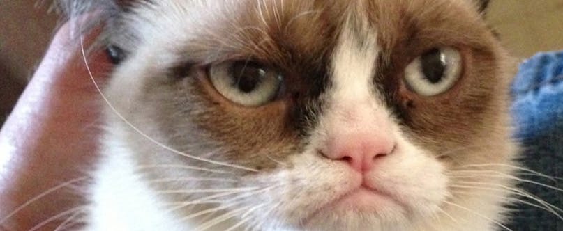 Internetsensatie Grumpy Cat goed voor 80 miljoen euro
