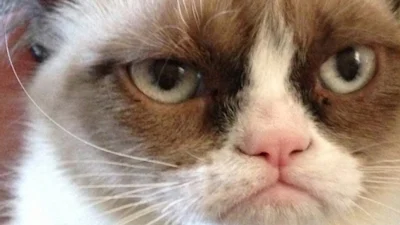 Internetsensatie Grumpy Cat goed voor 80 miljoen euro