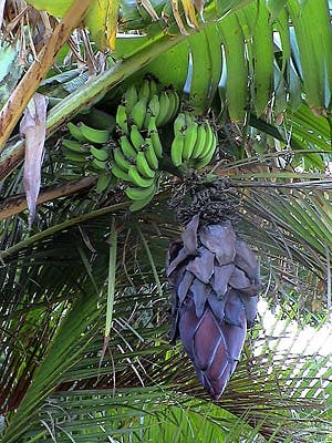 Databank van planten biedt hulp bij tuinieren