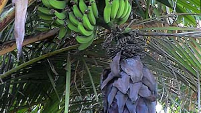 Databank van planten biedt hulp bij tuinieren