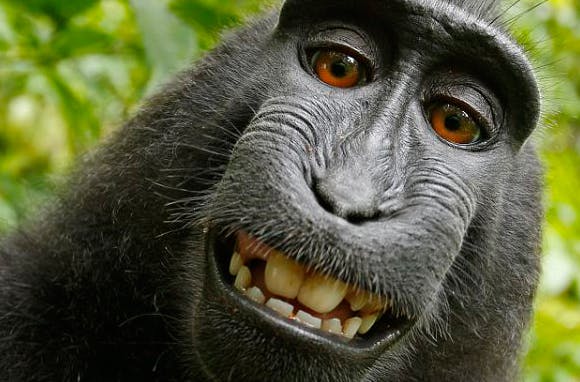 Ruzie om 'apenselfie'