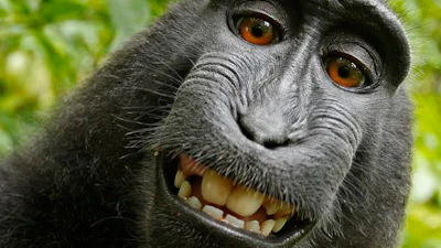 Ruzie om 'apenselfie'