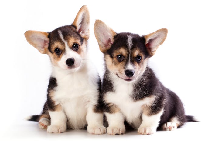 Dierenbescherming zet dating-app in voor hondenadoptie