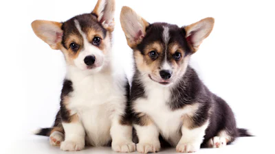 Dierenbescherming zet dating-app in voor hondenadoptie