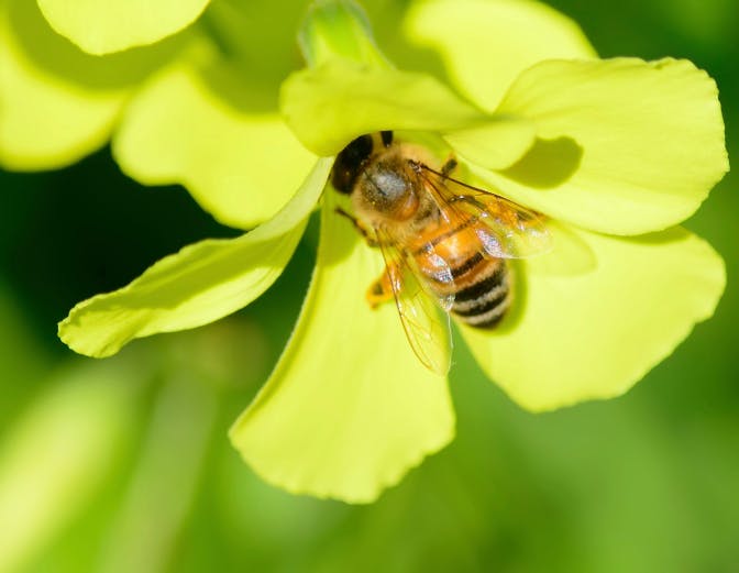 Bestuivende robotbijen gaan volgende fase in
