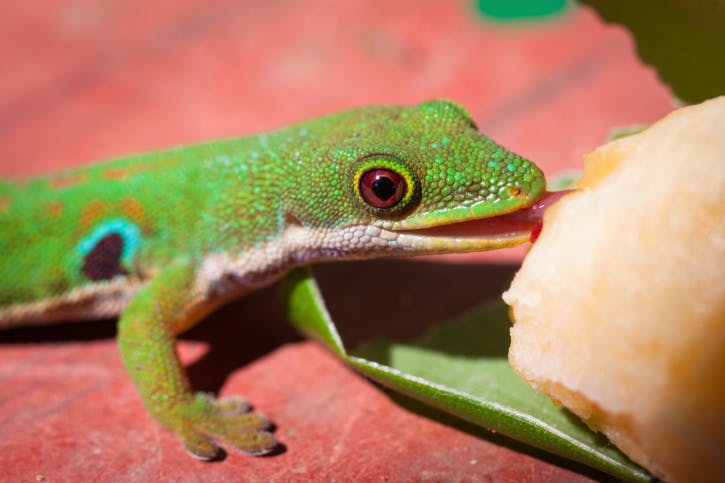 Russische ruimtegekko's weer in contact met aarde