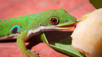 Russische ruimtegekko's weer in contact met aarde