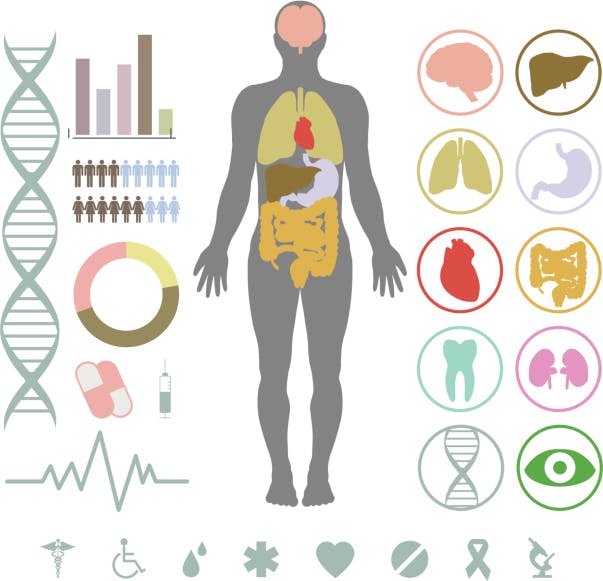 Google brengt menselijk lichaam in kaart