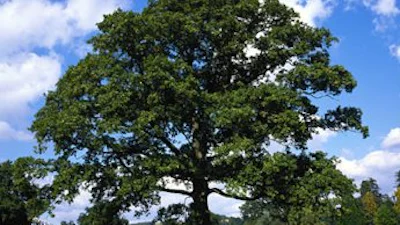 Kinderen vallen niet meer uit bomen - dankzij games