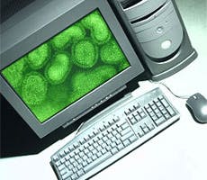 Surfbesmetting groeiend probleem