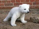 Knut doet het goed op internet