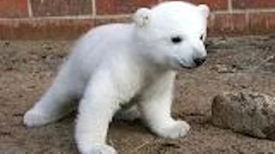 Knut doet het goed op internet