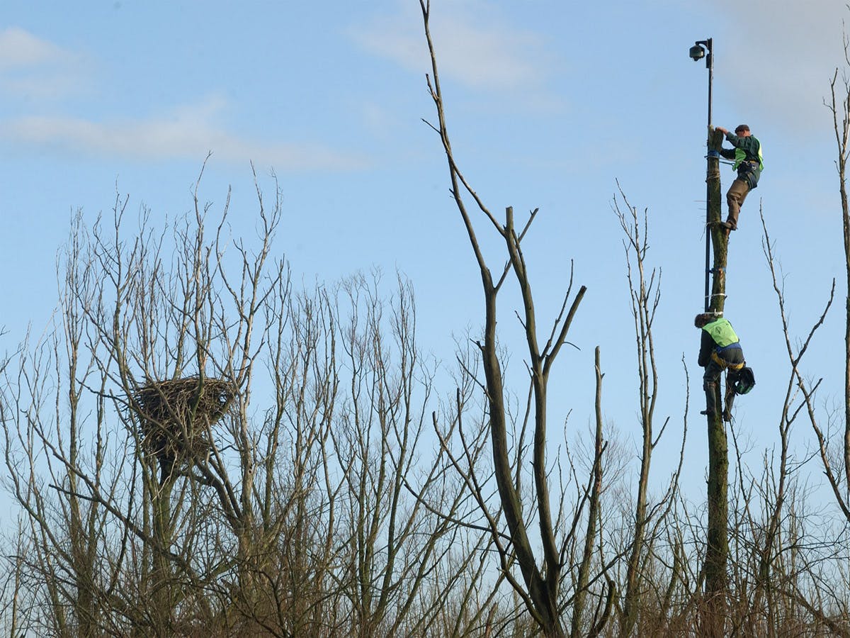 Zeearenden 'vogelen' met de webcam