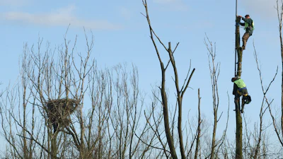 Zeearenden 'vogelen' met de webcam