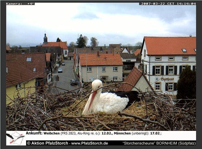 Webtip: kijk eens naar het vogeltje