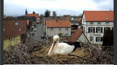 Webtip: kijk eens naar het vogeltje
