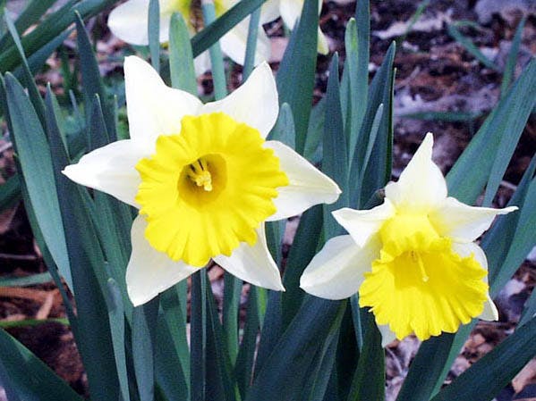 Lenteweer lokt Nederlanders naar internet