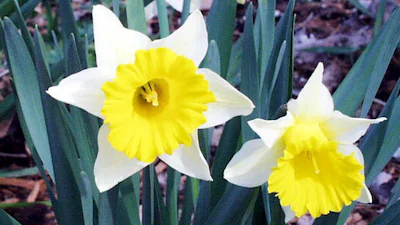 Lenteweer lokt Nederlanders naar internet