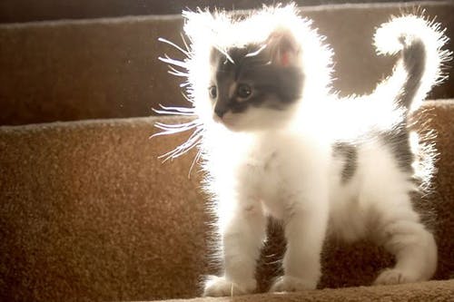 Nooit meer de kat kwijt, met dank aan gps
