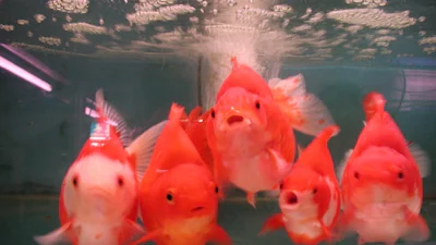 Phishers mikken op Rabobank-klanten