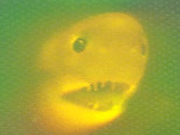 Phishers grijpen naar de telefoon