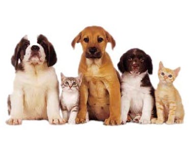 Huisdieren massaal verhandeld via internet