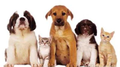 Huisdieren massaal verhandeld via internet