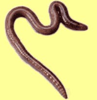 Makers Zotob-worm naar de gevangenis