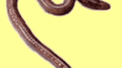 Makers Zotob-worm naar de gevangenis