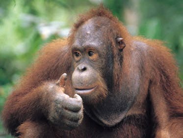 Nederlandse apen 'chatten' met soortgenoten op Borneo