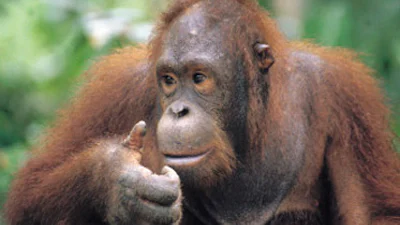 Nederlandse apen 'chatten' met soortgenoten op Borneo