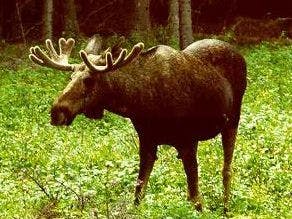 Jongetje verslaat eland dankzij World of Warcraft